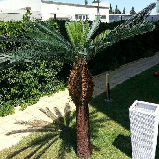 Cycas palm tree 170cm